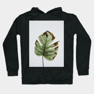 Monstera, Leaf, Green, Plant, Tropical, Nature print Hoodie